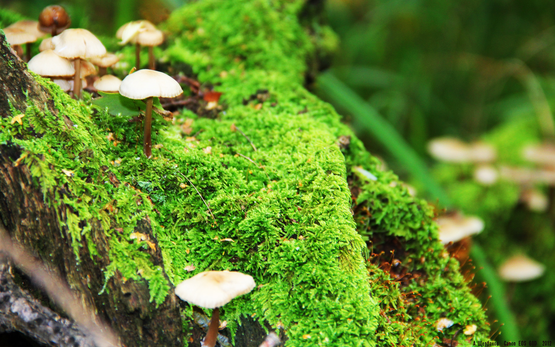 ayx sports-马洛卡稳守反击策略持续制造威胁，马洛卡赛