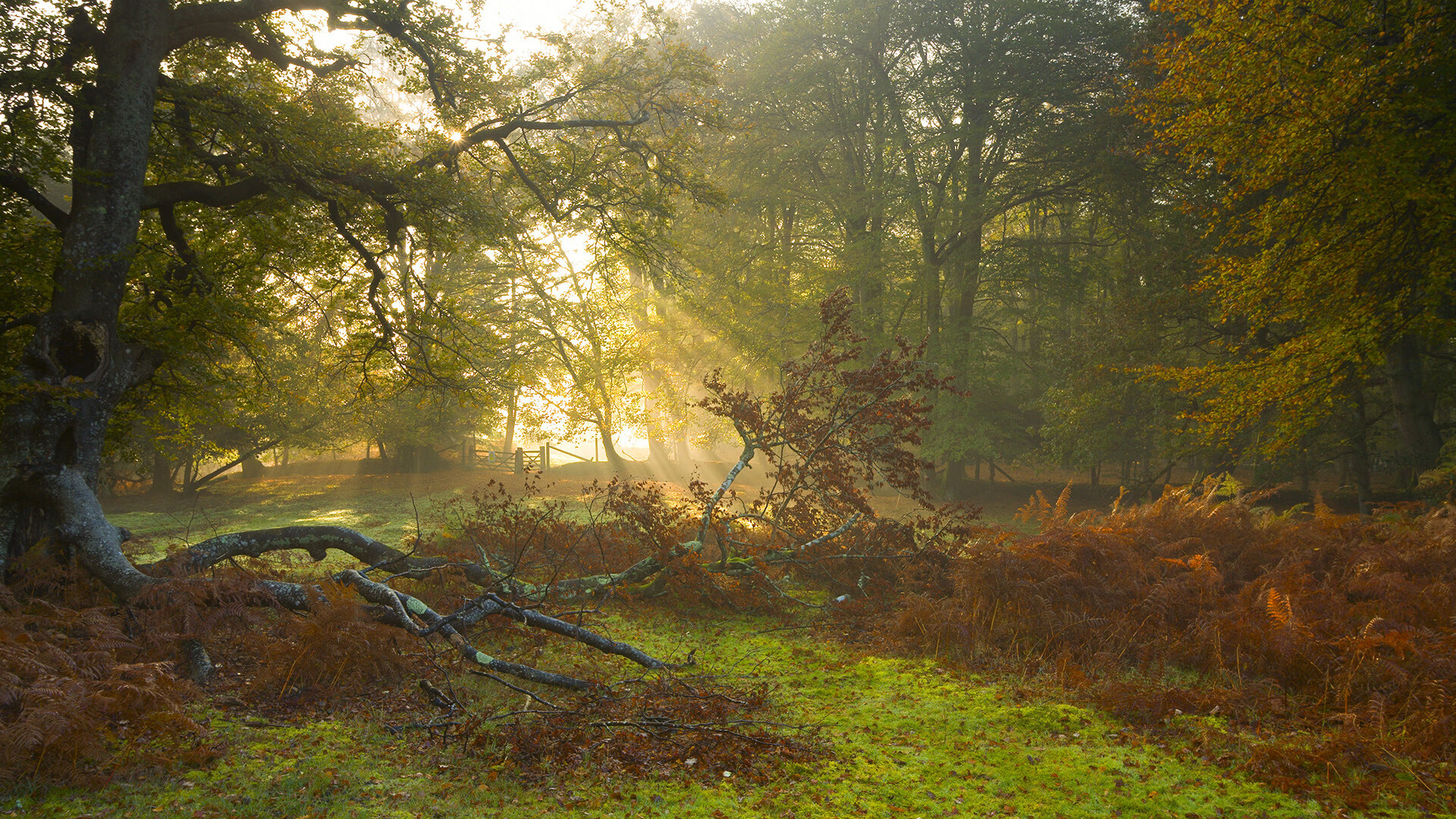 爱游戏娱乐平台-美洲杯追梦现场：英雄辈出，奇迹不断！，美洲杯讲解